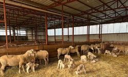 Genç girişimciye yüzde 100 hibe desteğiyle hayvancılık projesi