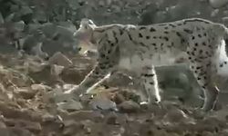 Hakkari’de vaşak görüntülendi