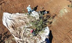 İdil’de fıstık hasadı başladı