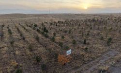 Iğdır’da fidanlar toprakla buluştu