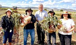 KBÜ, sarımsakta Fusarium hastalıklarına karşı bilimsel çözüm geliştirdi