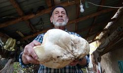 Kütahya’da 3 kilo dev mantar bulundu