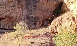 Malatya’da sürü halindeki yaban keçileri görüntülendi