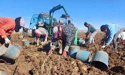 Malazgirt’te ilk defa ekilen patates umut oldu