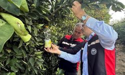 Narenciyede hasat başladı, Akdeniz meyve sineği ile mücadele hız kazandı