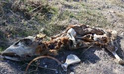 Nevşehir’de boş araziye atılmış 8 buzağı kadavrası bulundu