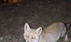 Osmaniye’de meraklı tilki, Osmaniye kömbesini geri çevirmedi