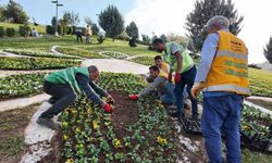 Şanlıurfa’da 400 bin çiçek toprakla buluşuyor