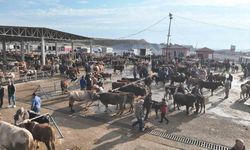 Şap tehlikesi nedeniyle kapatılmıştı, Sorgun Hayvan Pazarı 5 ay sonra yeniden açıldı