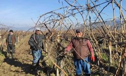 Sarıgöl’de bağ budama işçi ücretleri belli oldu