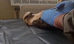 Sivas’ta bitkin halde bulunan şahin, yeniden doğaya salındı