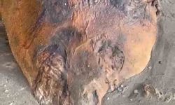 Tekirdağ sahiline vuran gizemli deniz canlısı: Kimisi fok kimisi yunus dedi