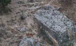 Tunceli’de vaşak görüntülendi