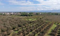 Verimli topraklar ağaçlarla kaplanıyor: Çarşamba Ovası tarımdan uzaklaşıyor