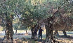 Yüzlerce yıldır İspanya ve İtalya’dan sonra sadece Gökçeada’da yetişiyor