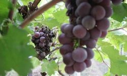 Zirai dondan etkilenerek verimi yüzde 80 düşen üzüm, çiftçinin hayal kırıklığı oldu