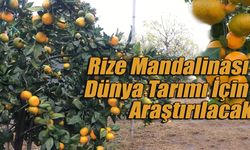Rize Mandalinası Dünya Tarımı İçin Araştırılacak