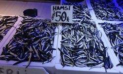 Karadeniz’den bu sezon adeta hamsi fışkırıyor