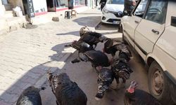 Adana’da ilginç görüntü: Hindiler çarşıda gezdirilerek satılıyor