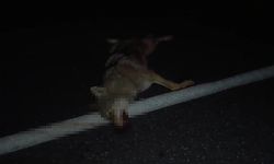 Adilcevaz’da araçların çarptığı kurt telef oldu