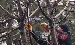 Ağaçta mahsur kalan kedi kurtarıldı