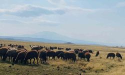 Ağrı'da ılıman iklim kış besicilerin yüzünü güldürdü