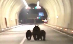 Amasra tünelinde 3 ayı görüntülendi