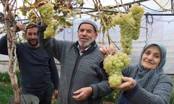 Amasyalı Feruziye nine serada kışın üzüm yetiştirip satıyor