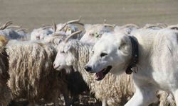 Ankara’nın kadim değeri tiftik keçisi yeniden gözde: Ayaş’ta 3 bin baş yetiştiriliyor