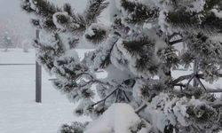 Ardahan’da dondurucu soğuklar etkisini artırdı: Ağaçlar kırağı tuttu