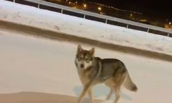 Ardahan'da şehre inen kurt görüntülendi