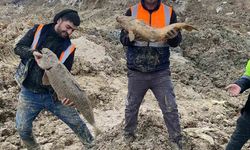 Arnavutköy’de İBB’nin döküm sahasına çevirdiği Mavi Göl’de balıklar can çekişiyor