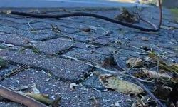 Artvin’in ardından Trabzon’da da yılanlar kış uykusuna yatmadı