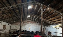 Aydıntepe’de hayvancılığa destek projesinde ilk hayvan teslimi yapıldı