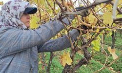 Bağda kalan üzümler ev ekonomisine can suyu oluyor