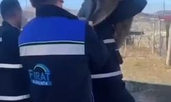 Bahçe çitine sıkışan yaban keçisini FEDAŞ ekipleri kurtardı