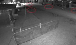 Bayburt’ta 5 kurdun köpeği tuzağa çektiği anlar kamerada