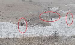 Bayburt’un köylerinde kurt sürüleri görüldü