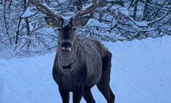 Beyaza bürünen doğada kızıl geyik sürprizi