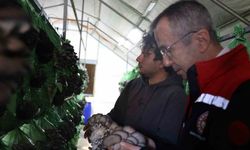 Bilecik’te yüzde 100 hibeli istiridye mantar üretimi başladı