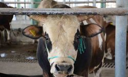 Bolu’da şap kısıtlamaları kaldırıldı