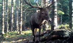 Bolu'nun yaban hayatı fotokapana yansıdı
