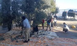 Bozdoğan’da öğrenciler zeytin hasadı yaptı