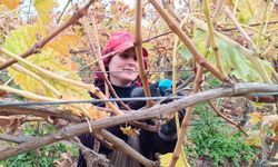 Budama maliyeti üreticiyi ailece bağa indirdi