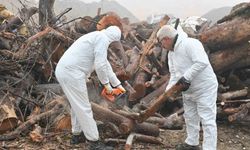 Budanan ağaç dalları ihtiyaç sahiplerini ısıtıyor