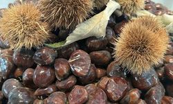 Bursa kestanesinin geleceği konuşuldu