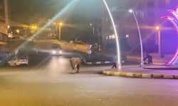 Caddede ilerleyen büyükbaş hayvanlar kamerada