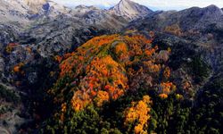 Çameli’nin titrek kavak ormanları bulutların arasında görsel şölen sunuyor