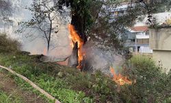 Çamlık alanda çıkan yangın büyümeden söndürüldü