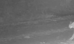 Çankırı’da vaşak görüntülendi